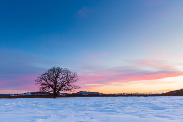 黄昏时分，北海道的日本榆树带着雪图片下载