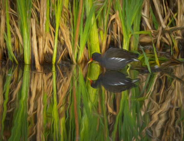 雌红松鸡在芦苇图片下载