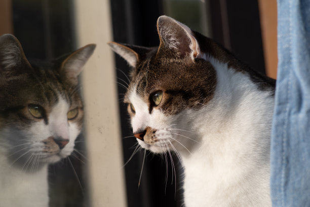 窗边的猫图片下载