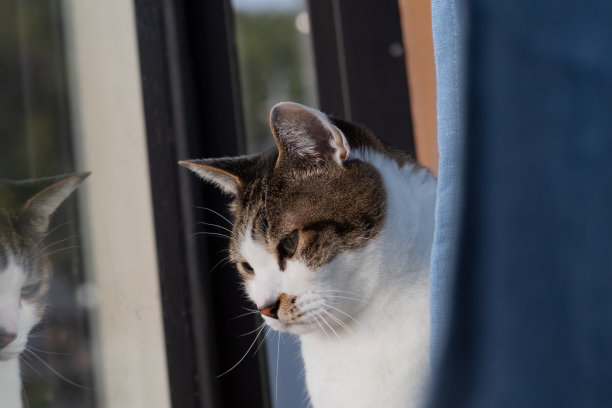 窗边的猫图片下载