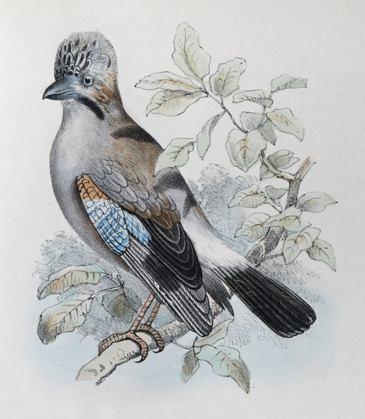 欧亚松鸦(Garrulus glandarius) -复古彩色插图图片下载