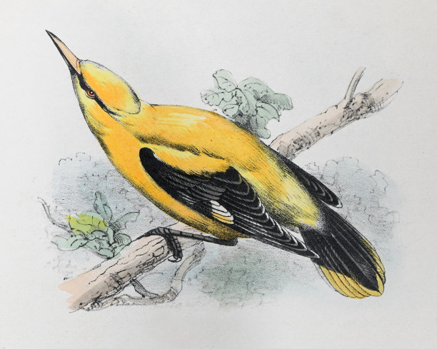 欧亚金莺(Oriolus Oriolus) -复古色彩插图图片下载