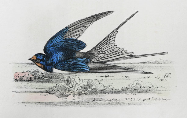 谷仓燕子(Hirundo rustica) -复古色彩插图图片下载