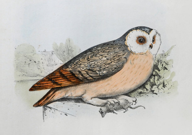 谷仓猫头鹰(Tyto alba) -复古色彩插图图片下载