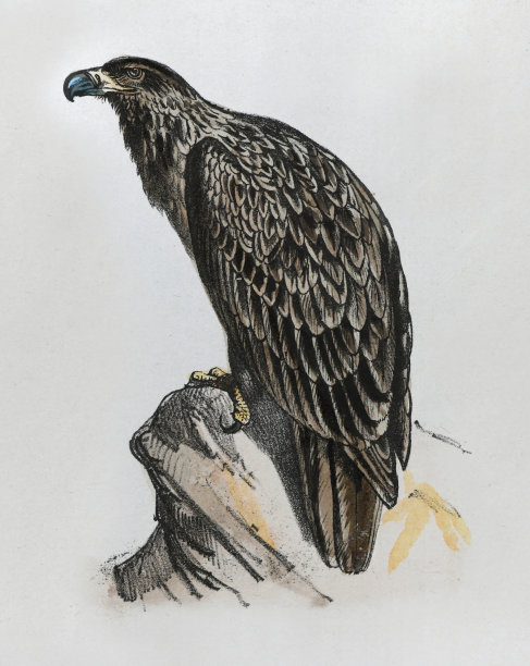 白尾鹰(白尾鹰)-复古彩色插图图片下载