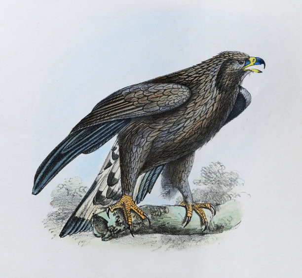 金鹰(水蝶)-复古色彩插图图片下载