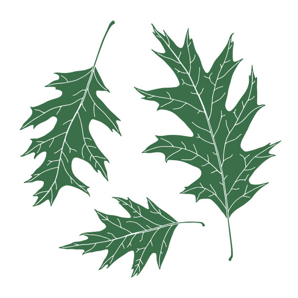 绿橡树叶子图片下载