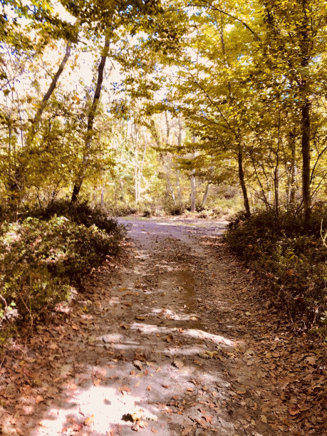 森林里的秋天图片下载