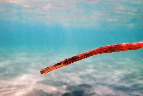 地中海宽鼻管嘴鱼的水下图像图片下载