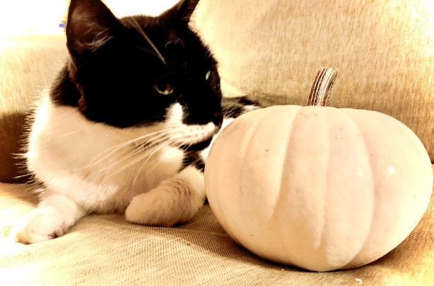 燕尾服猫配白色南瓜图片下载