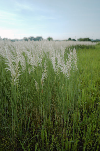一张美丽的照片，一对幸福的情侣手牵着手走在绿色的草地上……“选择性对焦”“浅景深”“跟随对焦”或“模糊”。图片下载
