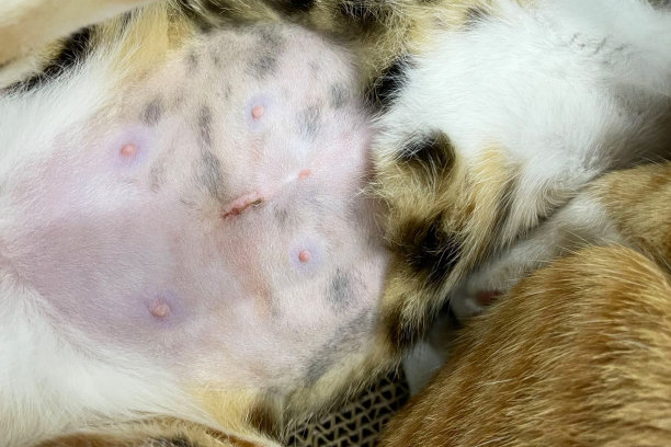 灭菌后的猫。手术后缝合。手术后愈合的猫肚。猫胃上的伤疤图片下载