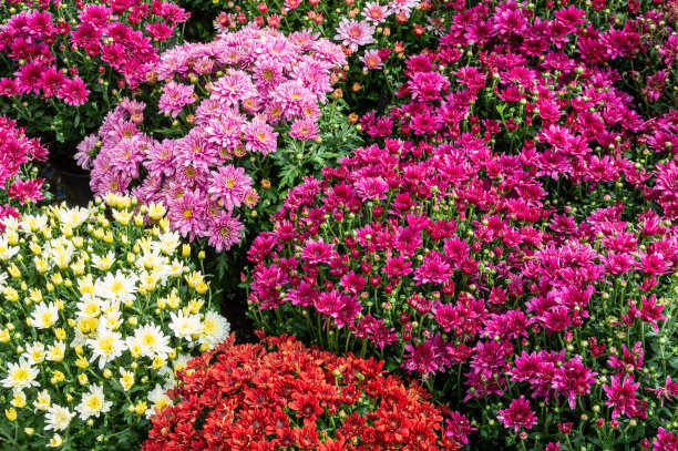 花园市场上有许多开花的菊花图片下载