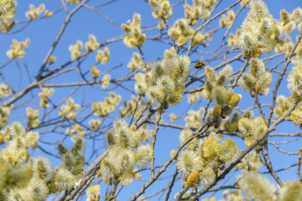 野花蜜蜂图片下载