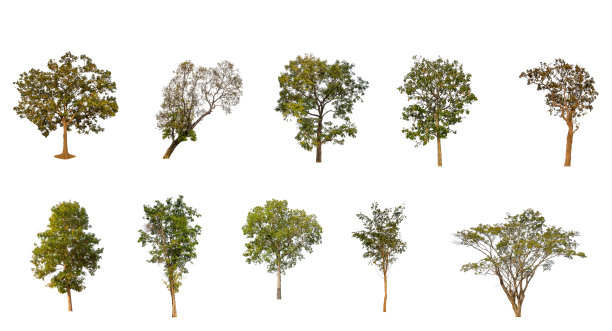 白色背景上的孤立的树图片下载