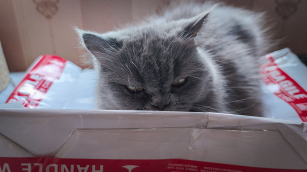 一只灰色的宠物猫正从公寓窗户前的包装纸后面用锐利的目光注视着。图片下载