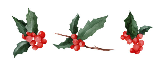 圣诞和新年标志装饰冬青浆果套装。水彩手绘插图图片下载