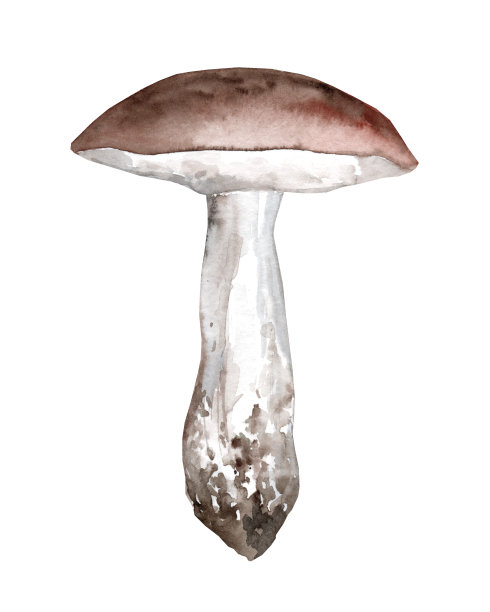 牛肠杆菌被隔离在白色背景上。食用菌，手绘水彩画插图图片下载