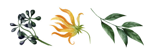 依兰-依兰花黄色，叶绿色。水彩手绘插图图片下载