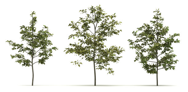 Quercus Shumardii树图片下载