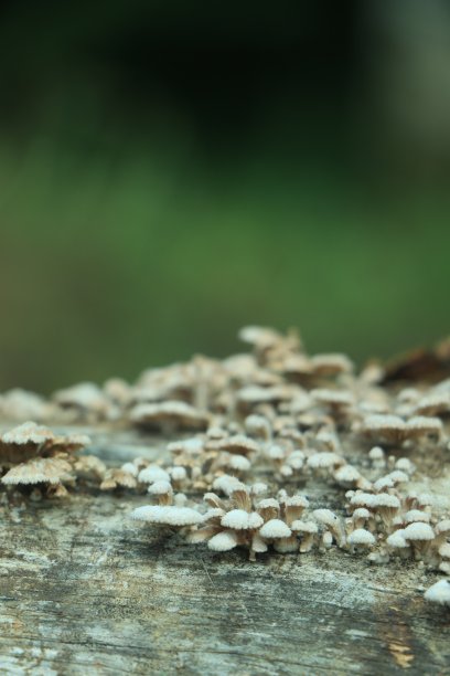 枯树干上的蘑菇或真菌图片下载