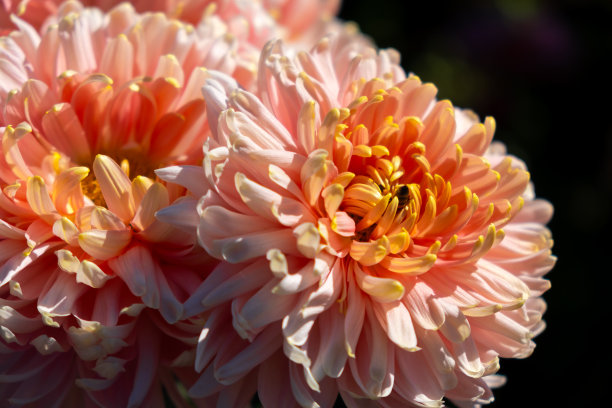 重阳节素材ID：428608176