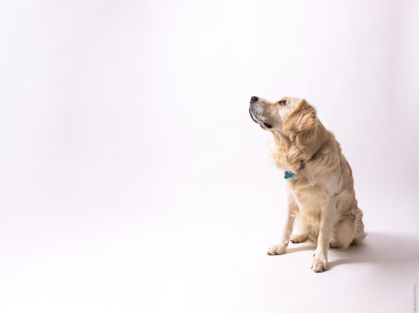 金毛猎犬图片下载