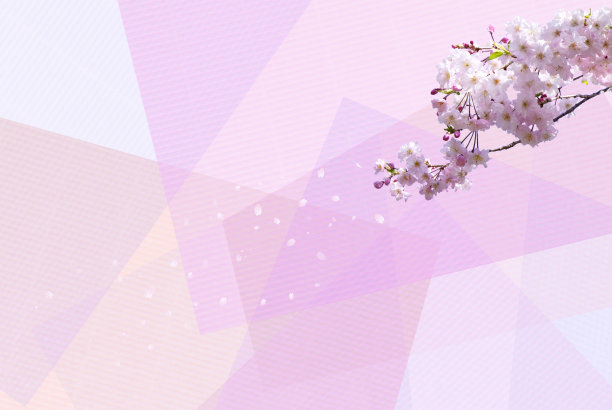 樱花和花瓣(柔和的背景)图片下载