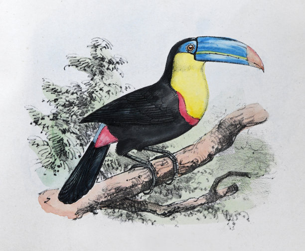 龙骨嘴巨嘴鸟，硫磺胸巨嘴鸟或彩虹嘴巨嘴鸟(Ramphastos硫化巨嘴鸟)-复古彩色插图图片下载