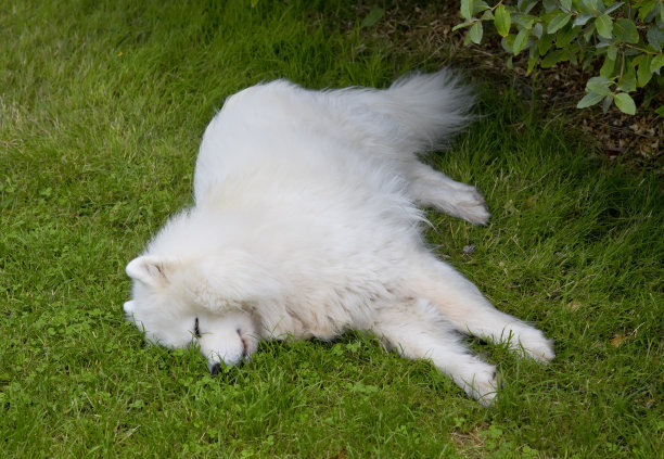 萨莫耶德人的狗图片下载