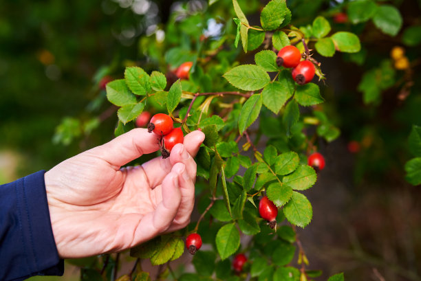 秋天的一天，一位妇女的手从绿叶的灌木丛中采摘红玫瑰果。特写照片与模糊的背景。图片下载
