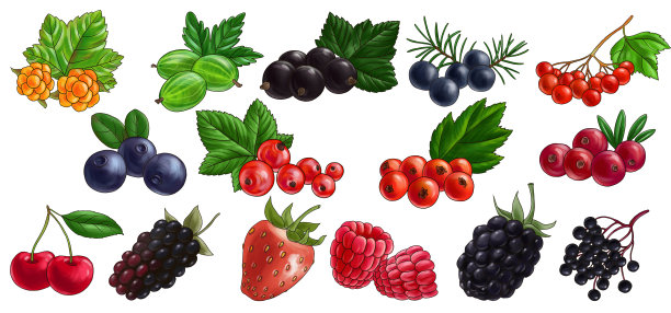 在白色背景上画浆果图片下载
