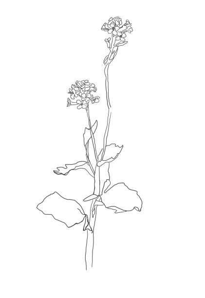 线条艺术用于装饰设计的单花线条艺术。创意设计说明。图片下载