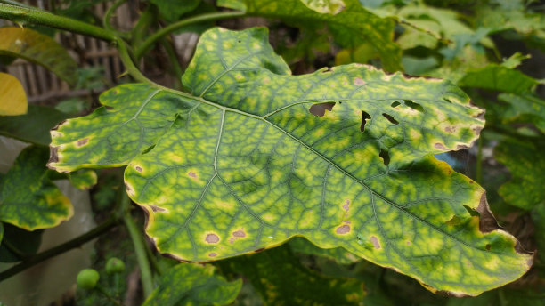 抽象树叶插画摄影图片下载