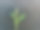 绿色仙人掌靠墙特写图片下载