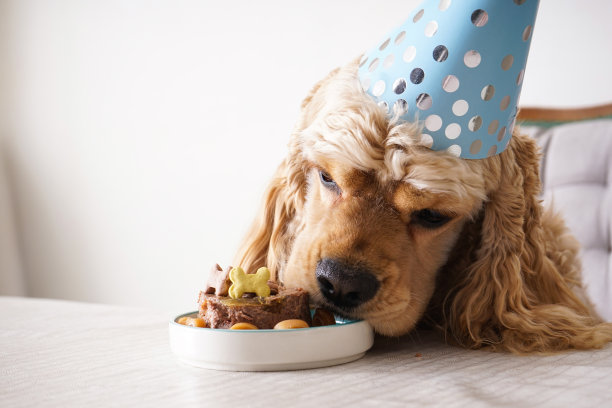 美国可卡犬在餐桌上享用节日大餐，狗的生日。特写镜头。图片下载