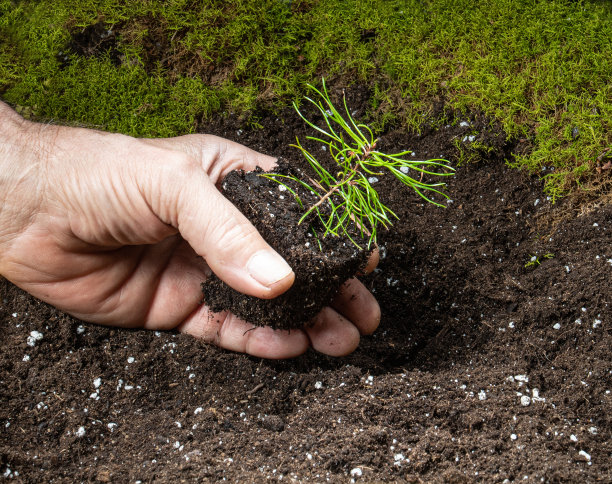 在肥沃的土地上种一株小松树苗图片下载