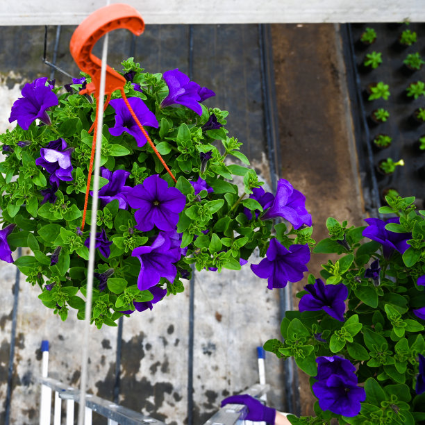 温室内花盆中的矮牵牛花俯视图。在温室里挂花盆。图片下载