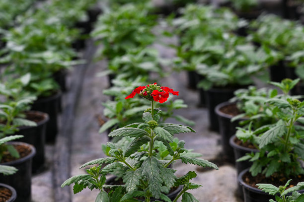 温室里许多未吹绿的幼苗中一朵盛开的红色花朵的特写图片下载