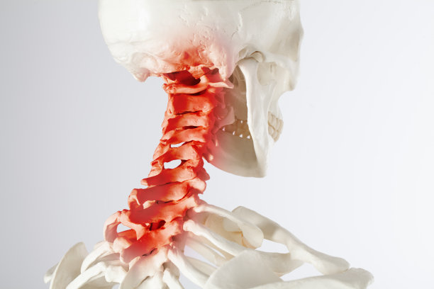 人体上椎和颈部疼痛区、寰椎和颈椎图片下载