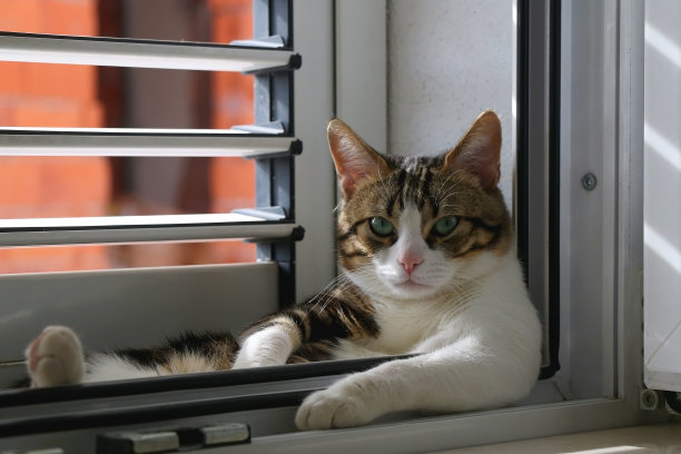 窗户上的猫图片下载