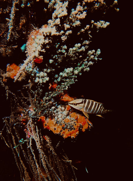 红树林中的鲷鱼(校长)图片下载