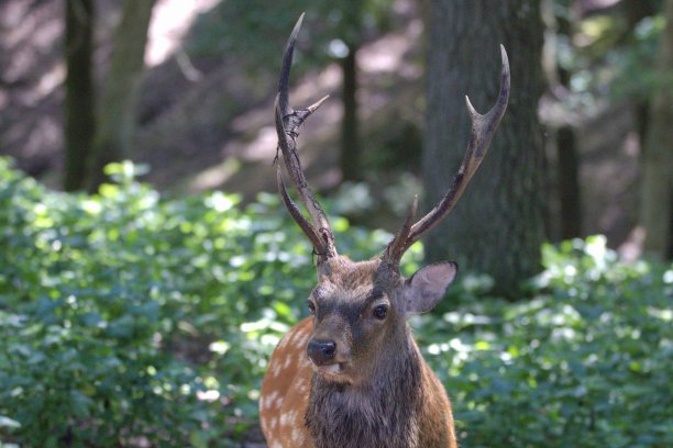 斑点鹿目不转睛地盯着镜头。图片下载