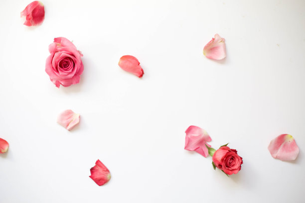 玫瑰花在白色背景，花平库存照片图片下载
