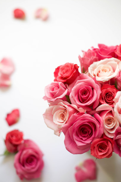 玫瑰花在白色背景，花平库存照片图片下载