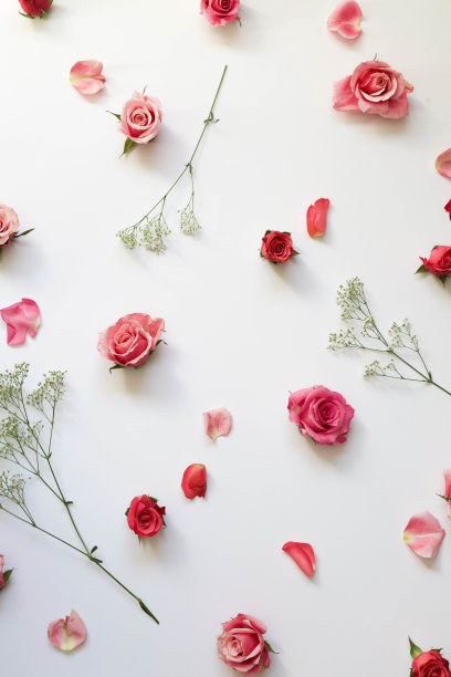 玫瑰花在白色背景，花平库存照片图片下载