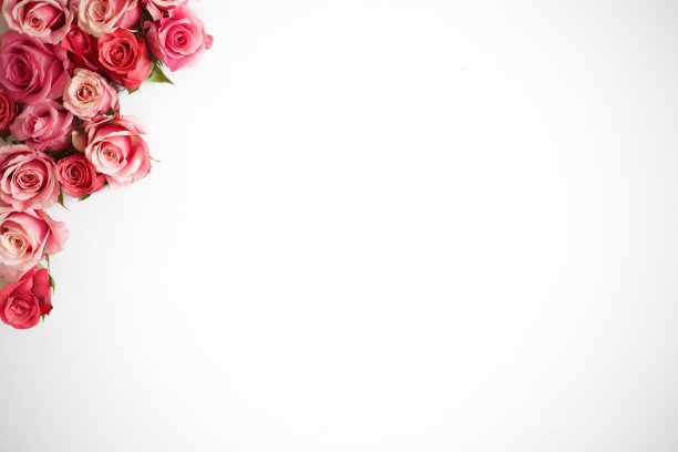 玫瑰花在白色背景，花平库存照片图片下载