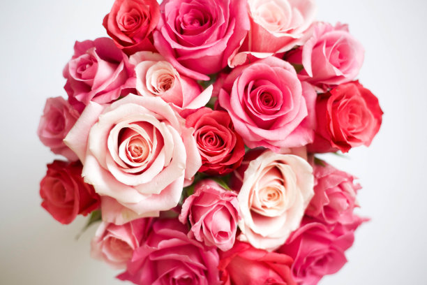 玫瑰花在白色背景，花平库存照片图片下载