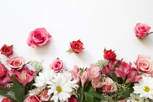 玫瑰花在白色背景，花平库存照片图片下载