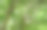 热带森林中绿叶的树的下视图。生态系统。公园的清新环境。夏天花园里的绿树提供氧气。植树造林以减少二氧化碳。碳抵消。图片下载